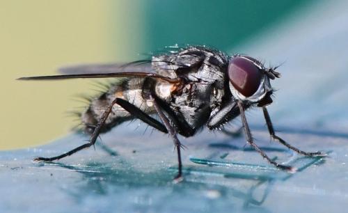 Hydrophoria ruralis